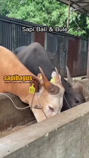 Sapi-Bali-Dan-Bule
